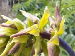 Melianthus major colour deviant